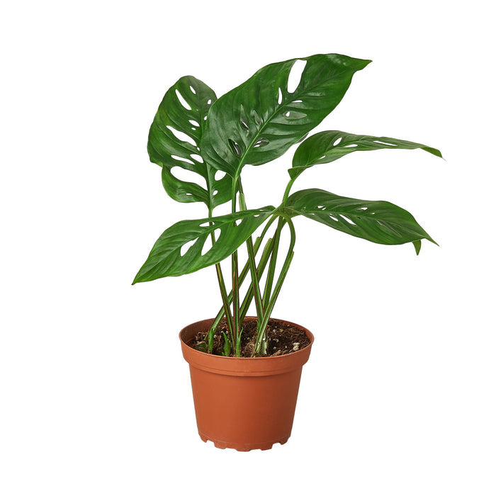 wholesale house plants for sale online Pre-Pack #4
