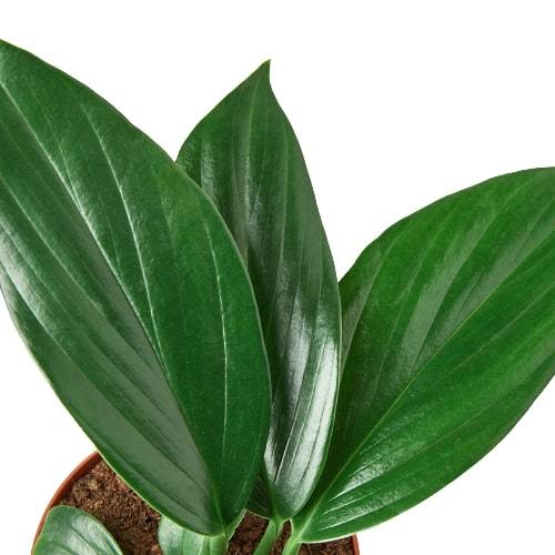 Philodendron 'Dragon Tail'