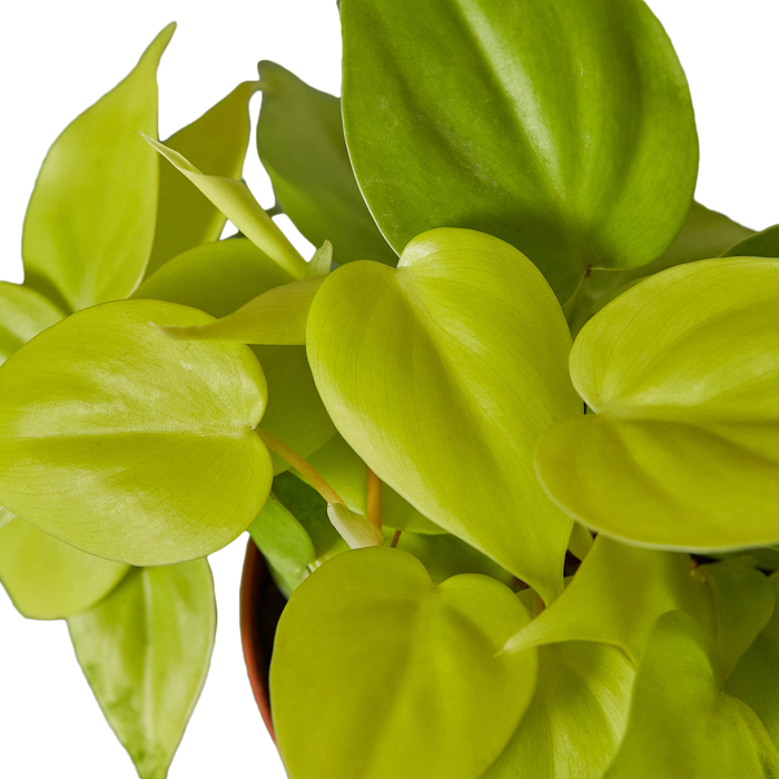 Philodendron Cordatum 'Neon' Cuttings (5 Pack)