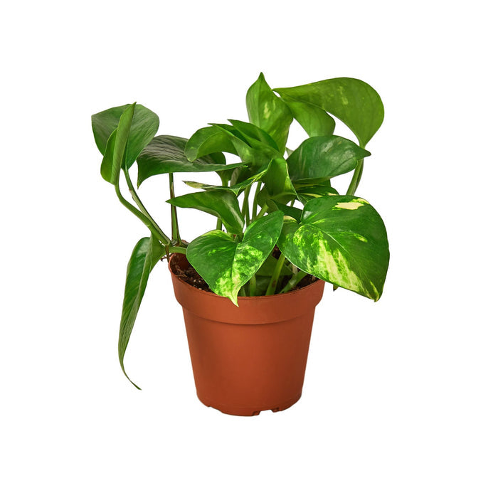 wholesale house plants for sale Pre-Pack #2