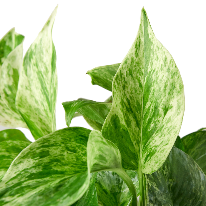 Pothos 'Marble Queen' Cuttings (5 Pack)