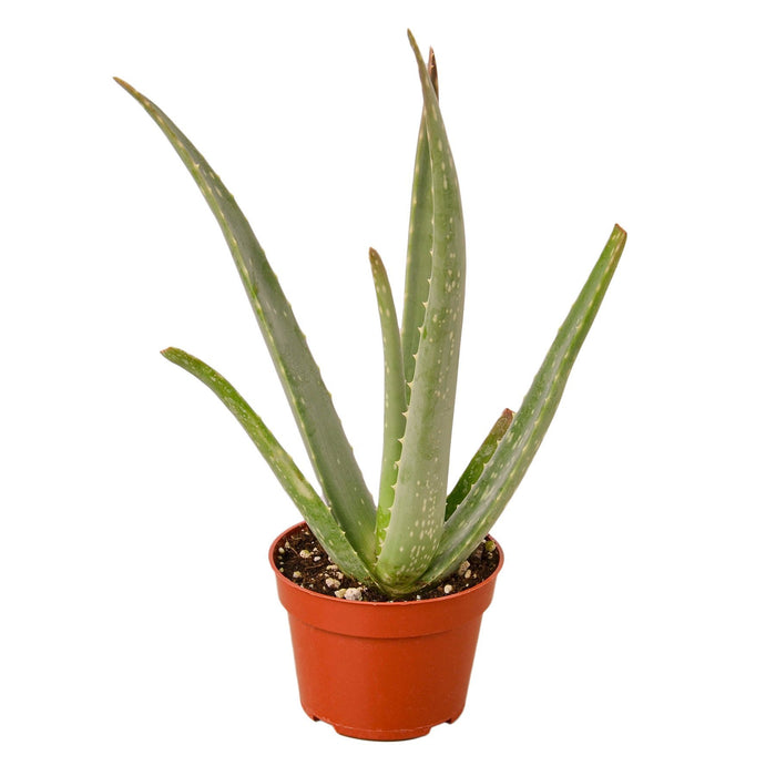 house plant distributor Pre-Pack #2