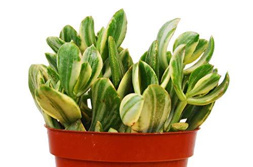 Crassula Ovata 'Variegated Jade' Succulent - 4" Pot