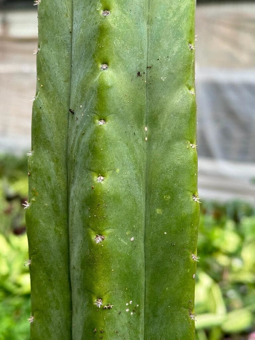 Cactus Echinopsis Pachanoi - 2FT