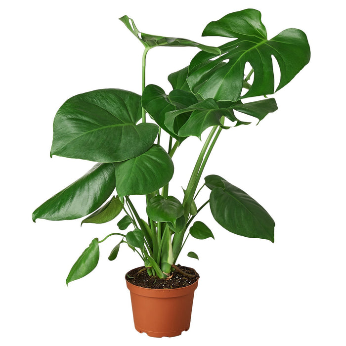 philodendron split leaf vs monstera Philodendron Monstera Split-Leaf — house-plant-west