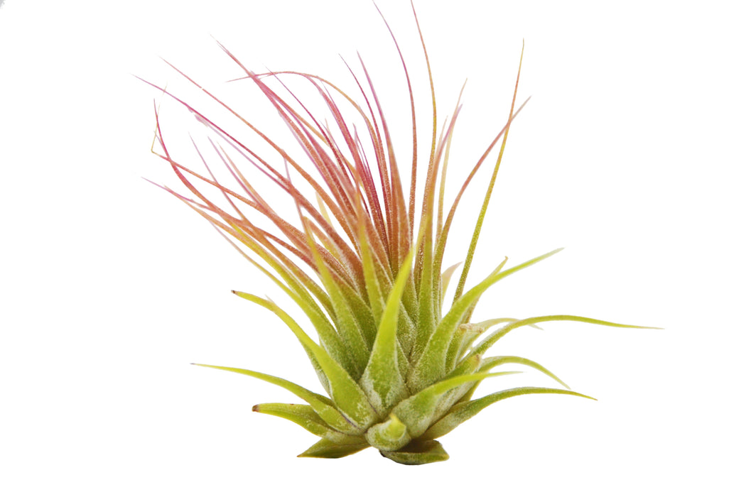 Tillandsia Air Plant Packs with Fertilizer Spray / 2-3 Inches Large
