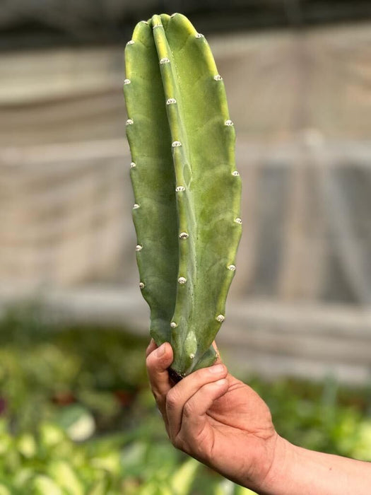 Cactus Cereus Peruvianus - 1.5 FT