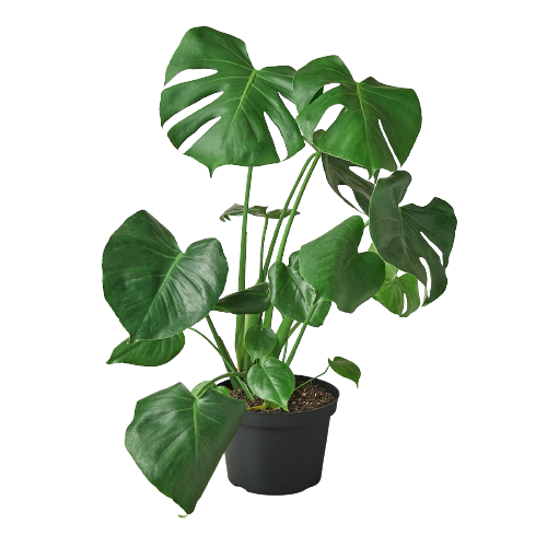 is split leaf philodendron same as monstera Philodendron Monstera Split-Leaf — house-plant-west