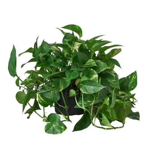 Pothos 'Golden' | Indoor Plant | Tropical Plant | Potted Plant — house ...