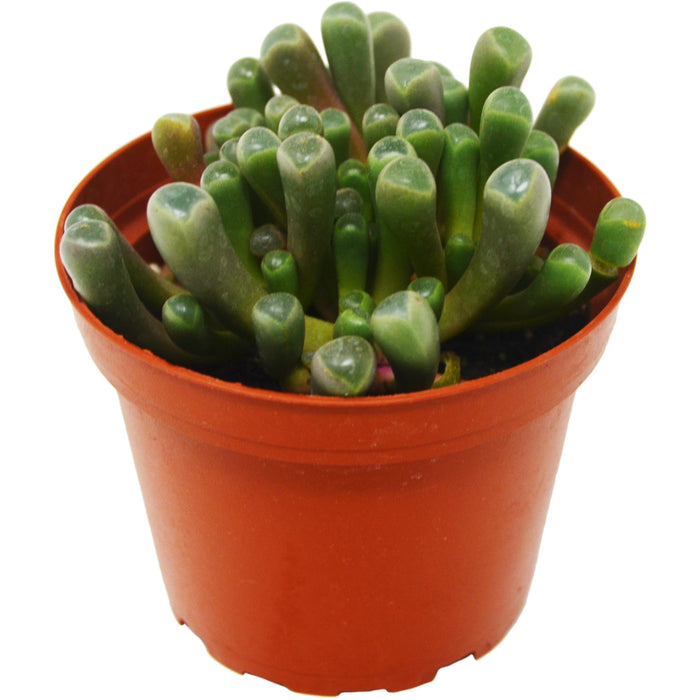 Succulent 'Baby Toes'