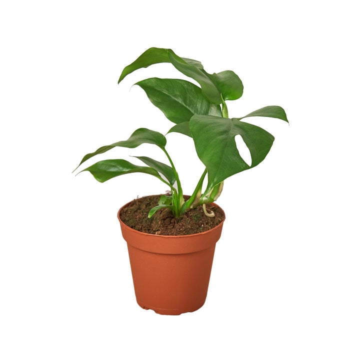 philodendron houseplant wholesale Mini Pre-Pack #2