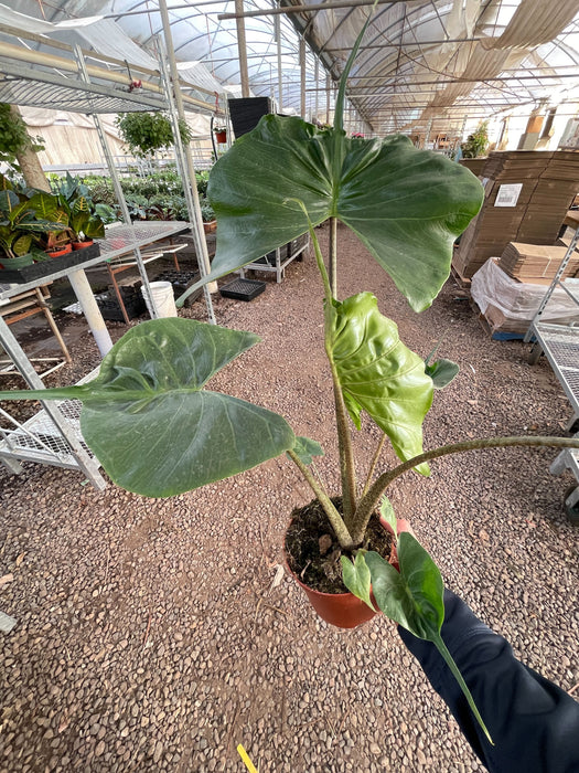 Alocasia macrorrhizos 'Stingray'