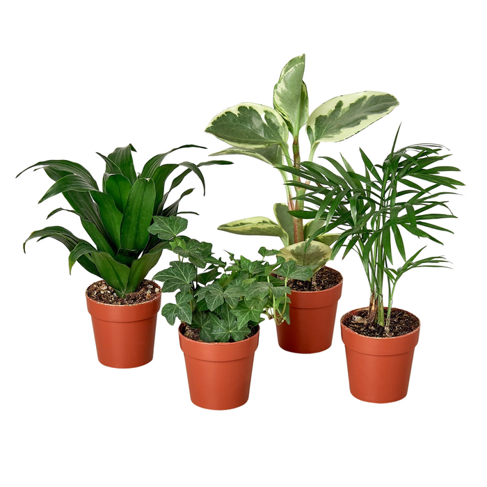 3" Tropical Plant Variety Bundle