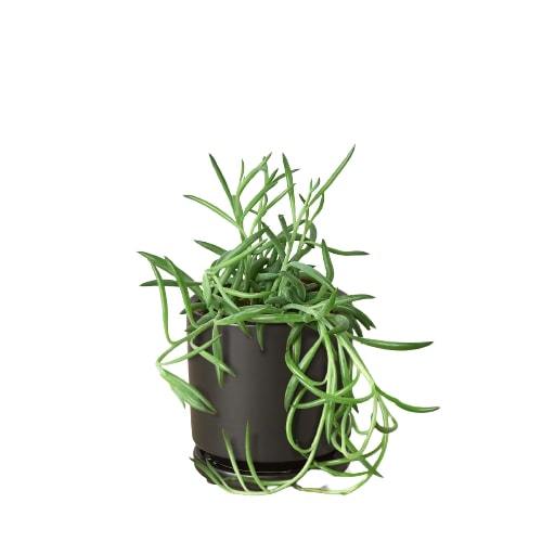 succulent fish Senecio Succulent 'Fish Hooks'