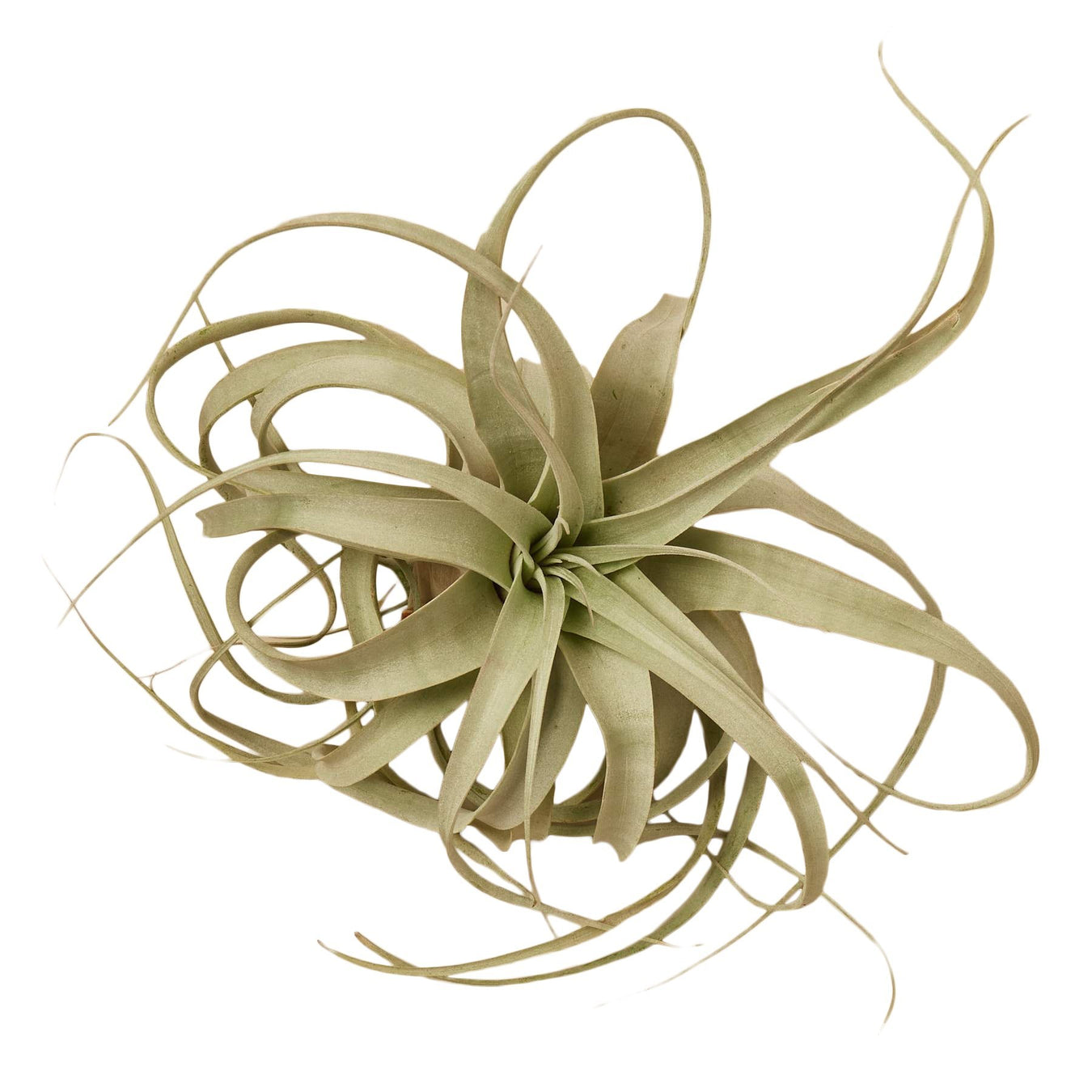 Air Plant Collection