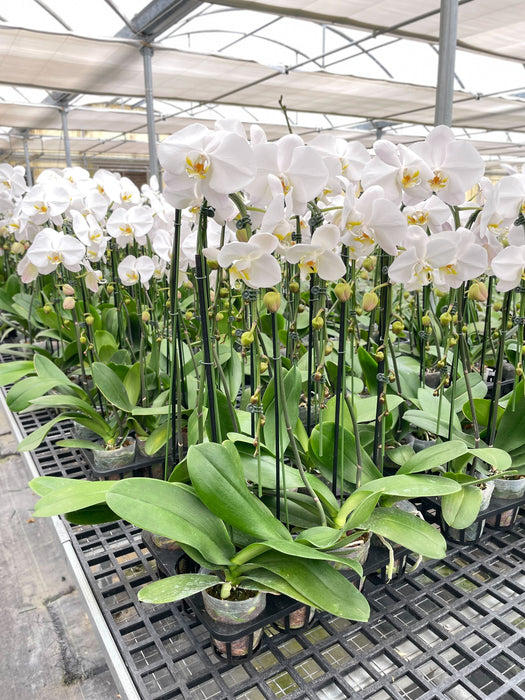 Orchid Cactus 'White Phalaenopsis'