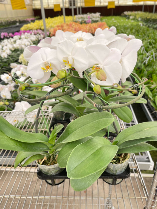 Orchid Cactus 'White Phalaenopsis'