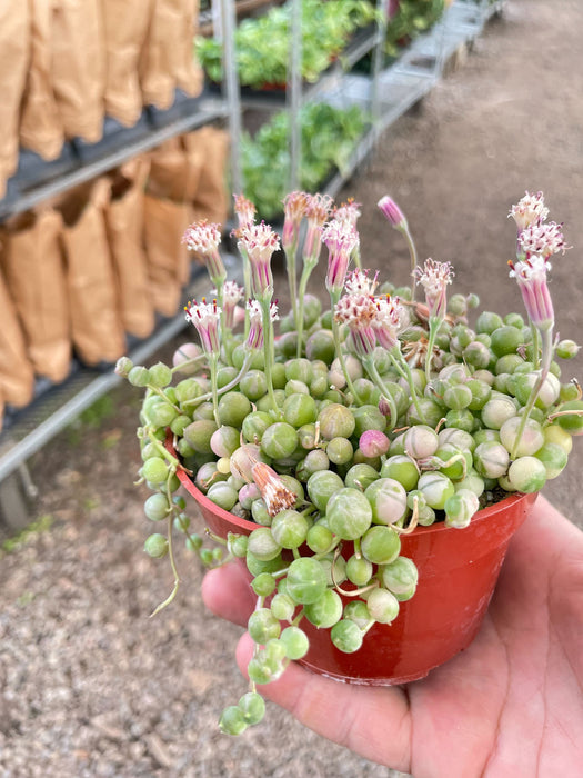 succulent pearl string Succulent 'String of Pearls' Variegated — house-plant-west