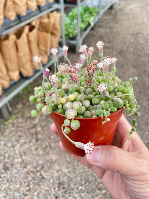 indoor plant string of pearls Succulent 'String of Pearls' Variegated — house-plant-west