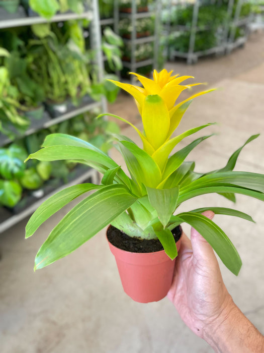 yellow flower house plant Bromeliad Guzmania 'Yellow' - 4" Pot | Indoor Plant | Tropical Plant