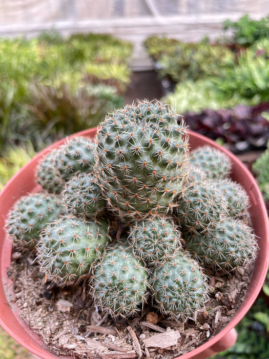 Rebutia Deminuta Sanguinea Cactus - 6" Pot