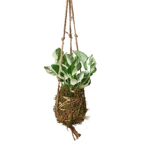moss ball hanging plant Kokedama Moss Ball Hanging Plant — house-plant-west