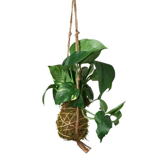 ball hanging plants Kokedama Moss Ball Hanging Plant — house-plant-west