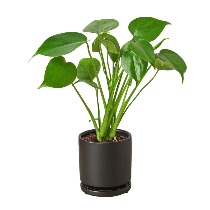 split monstera plant Philodendron Monstera Split-Leaf — house-plant-west