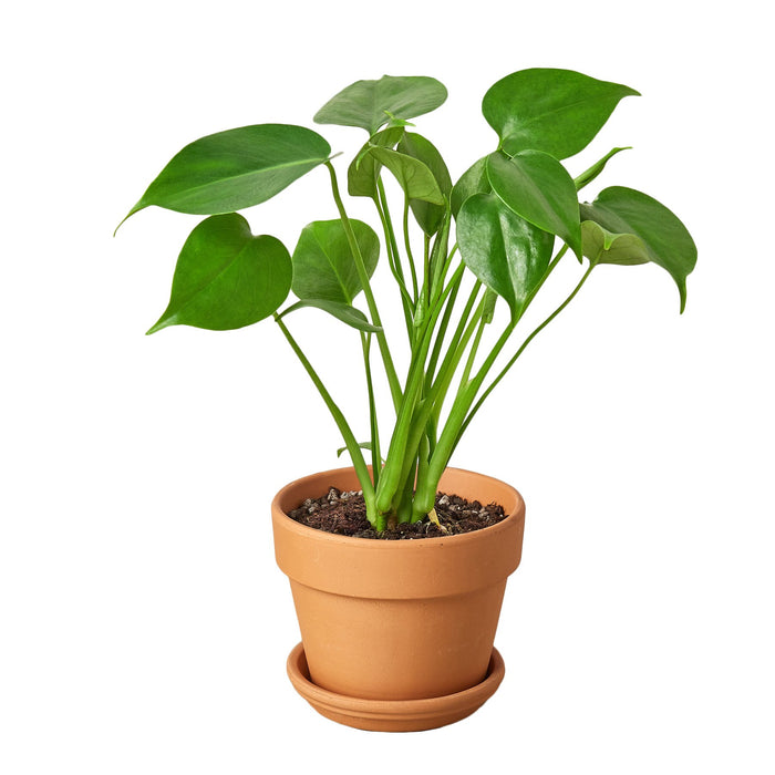 deliciosa philodendron Philodendron Monstera Split-Leaf — house-plant-west