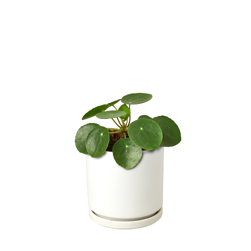 Pilea Peperomioides 'Chinese Money'