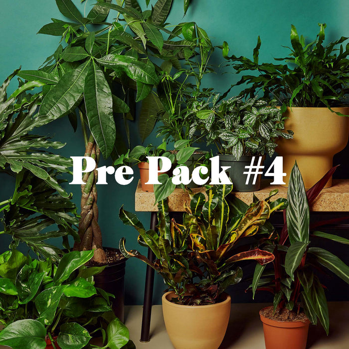 bargain house plants Pre-Pack #4
