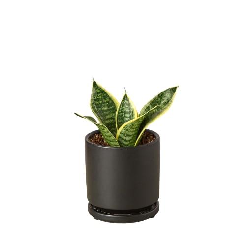 dwarf laurentii snake plant Snake Plant Laurentii Dwarf — house-plant-west
