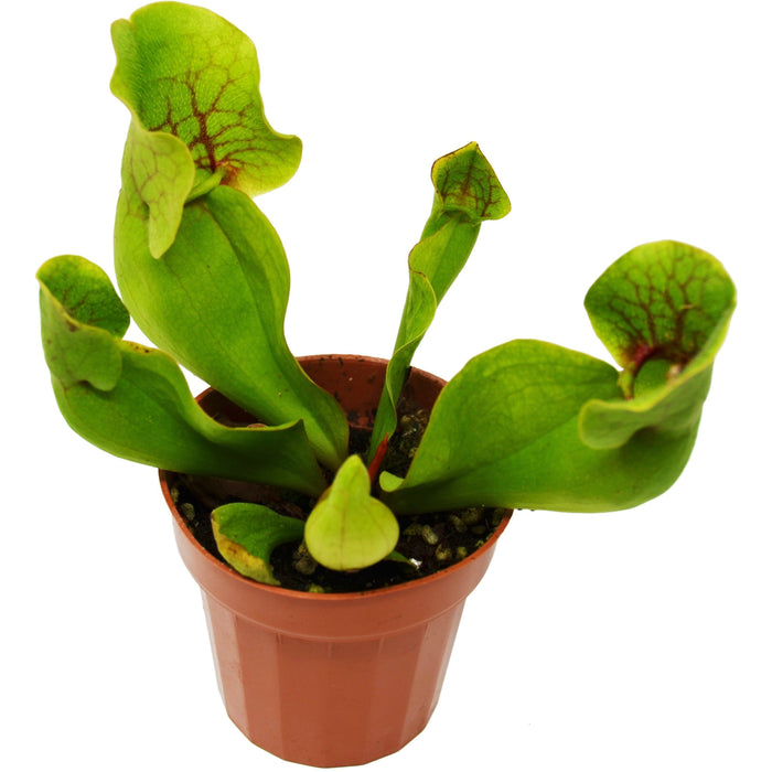 Carnivorous 'Pitcher' Plant - 3" Pot