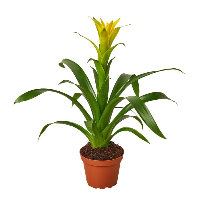 3 Guzmania Bromeliads - Live Plants - 1FT Tall - FREE Care Guide - 4" Pots