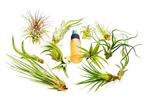Tillandsia Air Plant Packs with Fertilizer Spray / 2-3 Inches Large