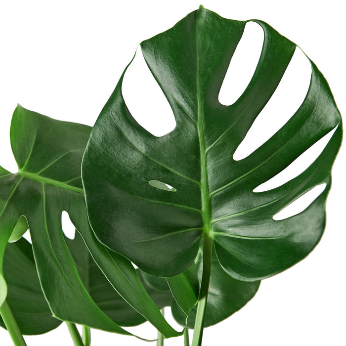 is a monstera the same as a split leaf philodendron Philodendron Monstera Split-Leaf — house-plant-west