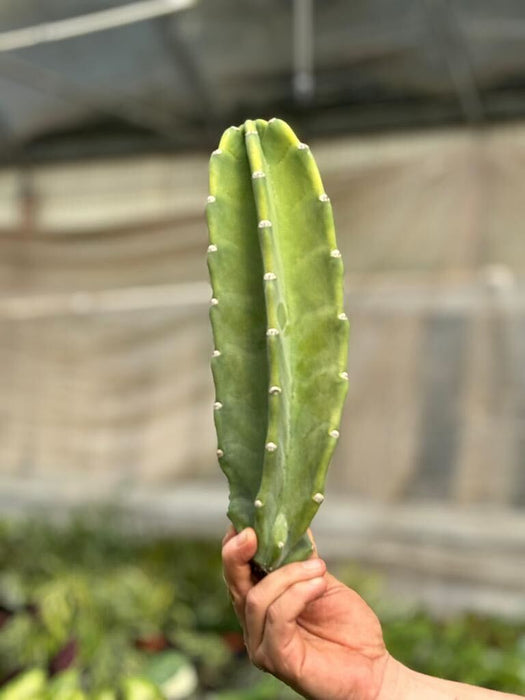 Cactus Cereus Peruvianus - 1.5 FT