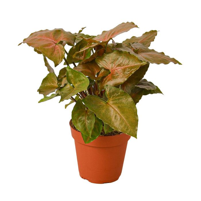 Syngonium Merry - 4" Plant