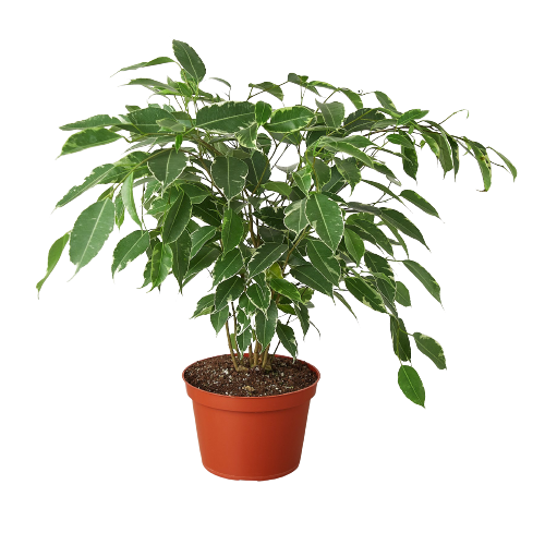 Ficus 'Breeze' - 6" Pot
