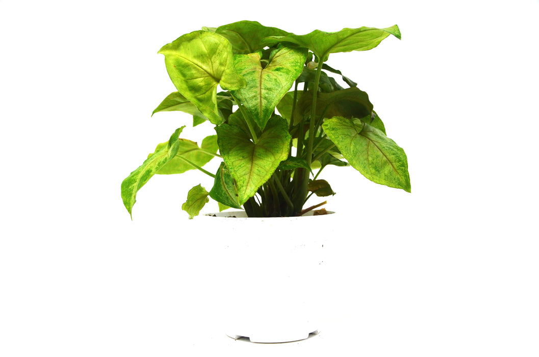 Syngonium Berry(Arrowhead Plant) / 4" Pot / Live Plant