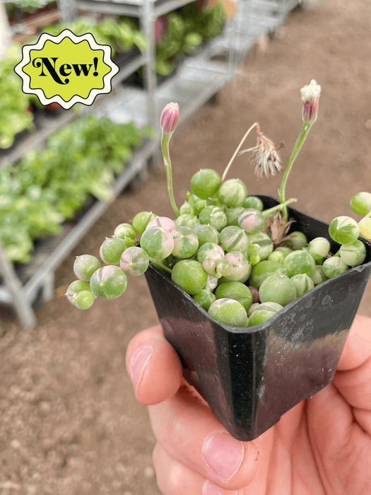 variegated pearls succulent Succulent 'String of Pearls' Variegated — house-plant-west