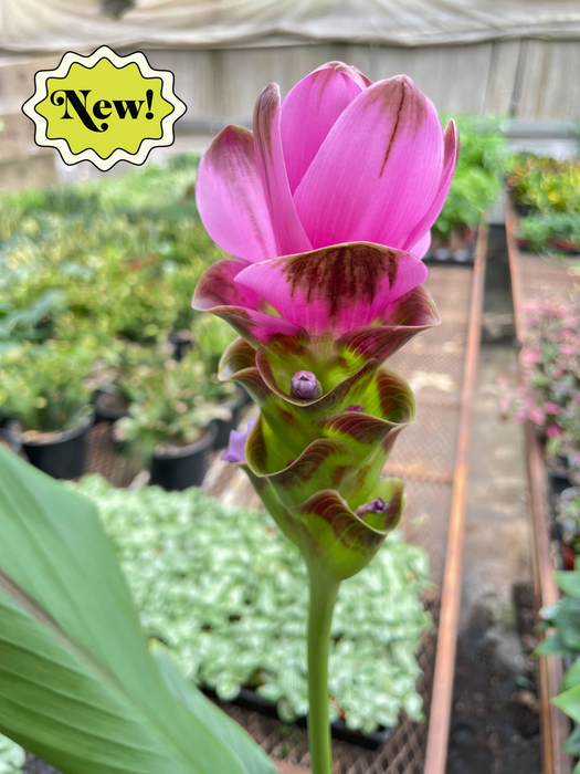 Curcuma Alismatifolia 'Siam Tulip' - 6"