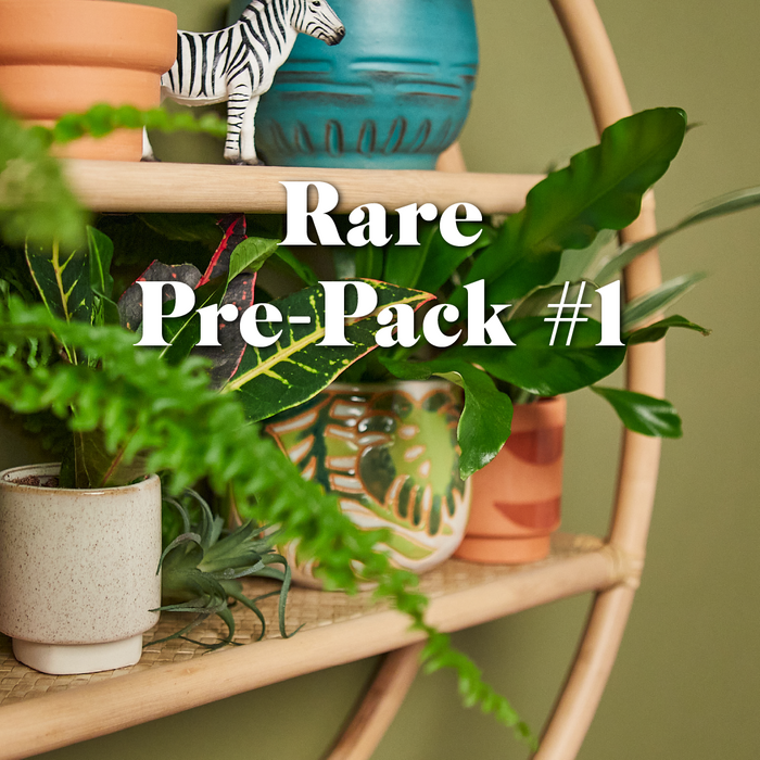 house plant wholesale Rare Pre-Pack #1